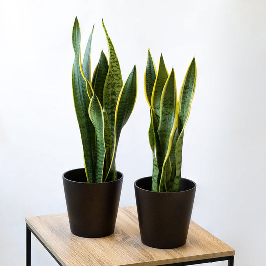 Pack Ahorro 2x Sanseviera | Lengua de Suegra en la tienda  SMPLY PLANTS.