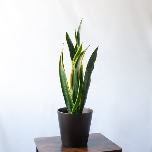 Sansevieria Laurentii | Lengua de Suegra en la tienda  SMPLY PLANTS.