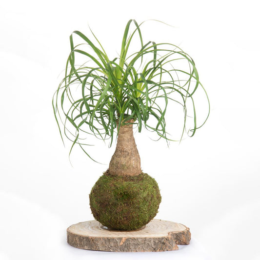 Kokedama Beaucarnea