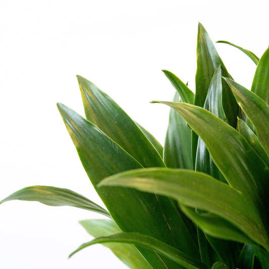 Dracaena Compacta XS