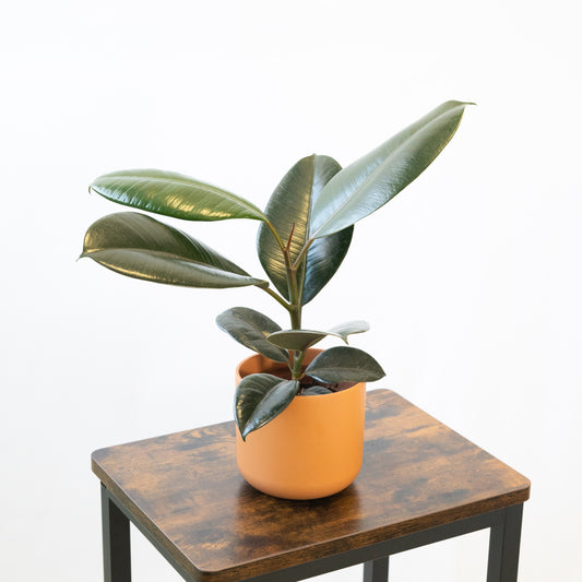 Ficus Robusta en la tienda SMPLY PLANTS.