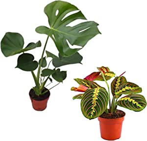 Pack Ahorro Maranta + Monstera