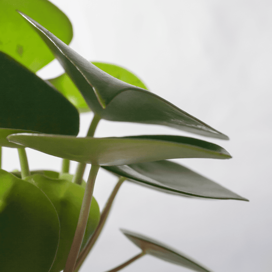 Peperomia Raindrop