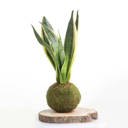 Kokedama Sansevieria