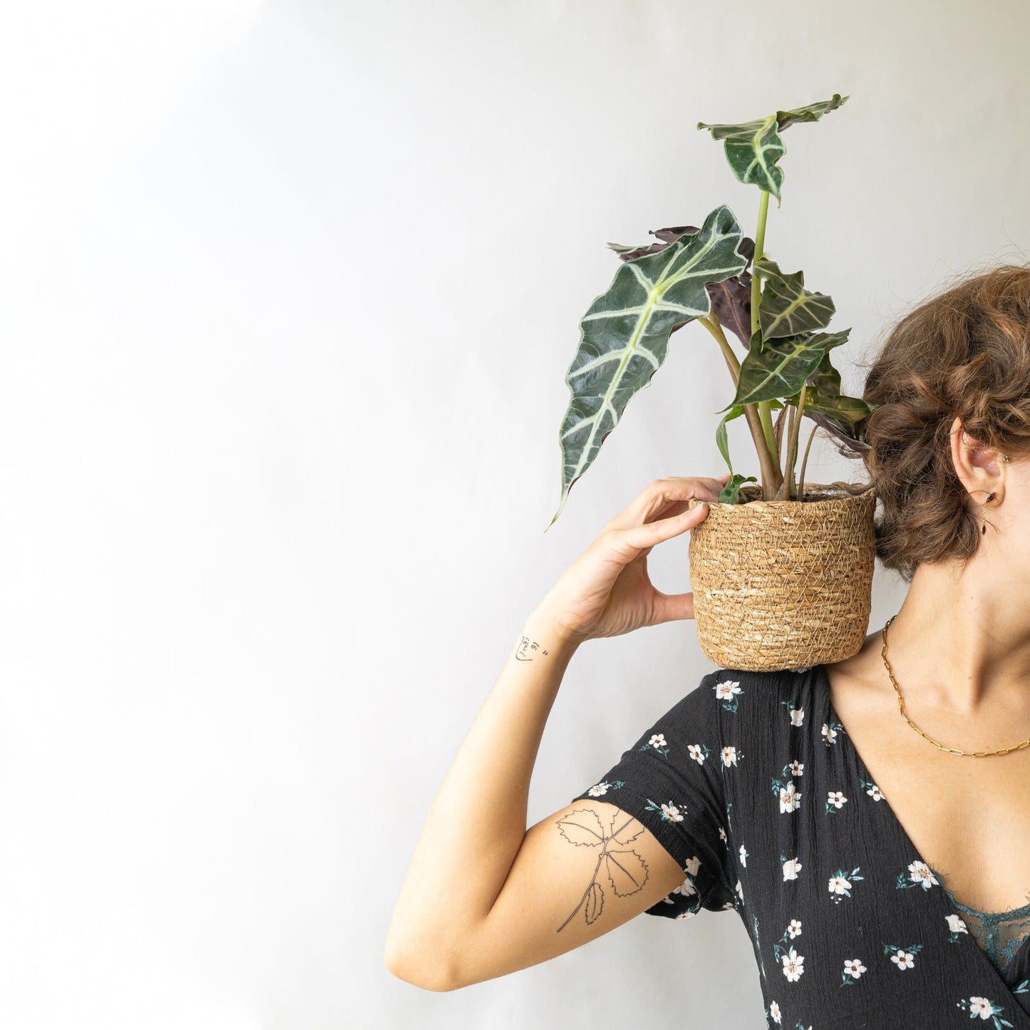 Alocasia Polly en la tienda SMPLY PLANTS.