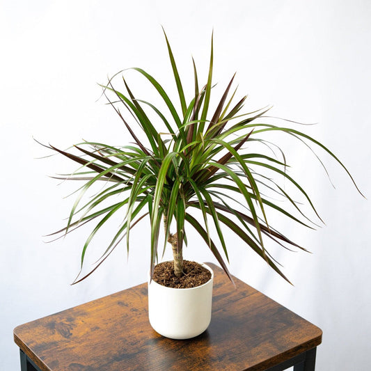 dracaena marginata natural con hojas estrechas, alargadas y puntiagudas.