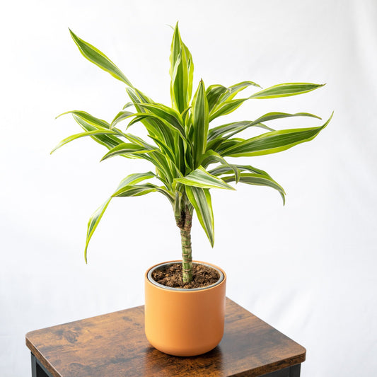 Drácena lemon lime smply