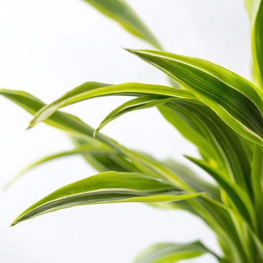 drácena lemon lime hojas grandes de color verde y amarillos smply