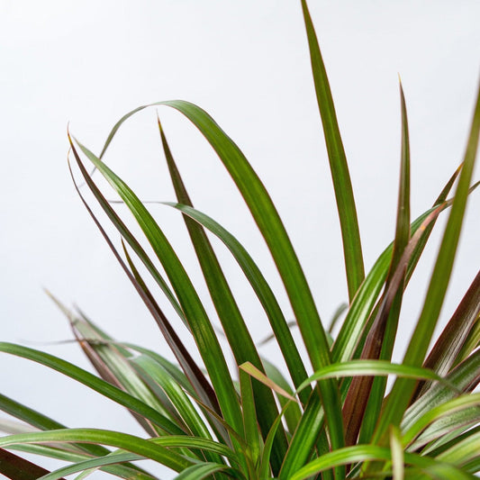 dracaena marginata natural con hojas estrechas, alargadas y puntiagudas.