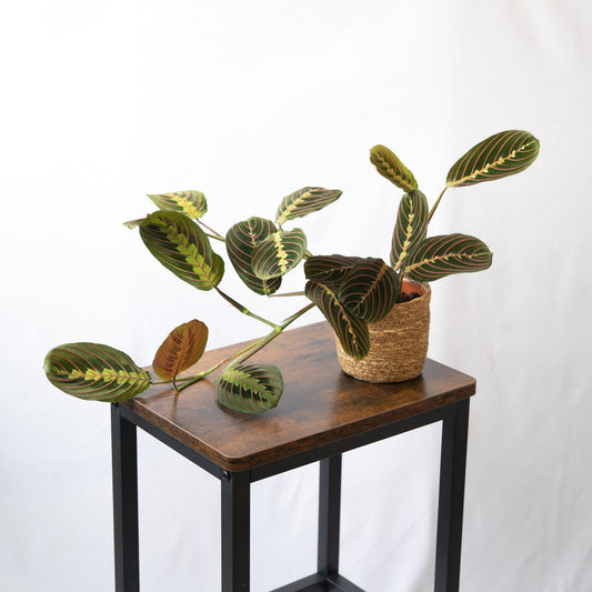 Maranta Leuconera en la tienda  SMPLY PLANTS.