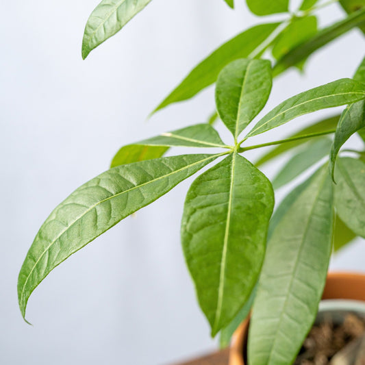 Pachira Aquatica planta proviniente de México