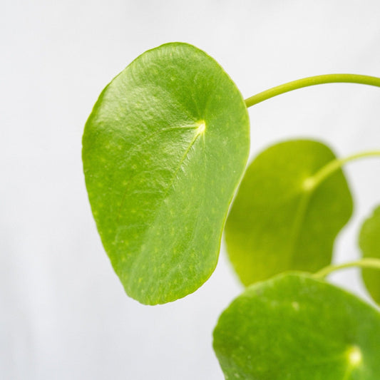 Pilea Peperomioides en la tienda  SMPLY PLANTS.