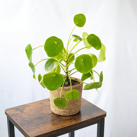 Pilea Peperomioides en la tienda  SMPLY PLANTS.