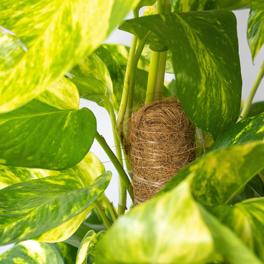 El Pothos suele tener las hojas verdes y amarillentas.