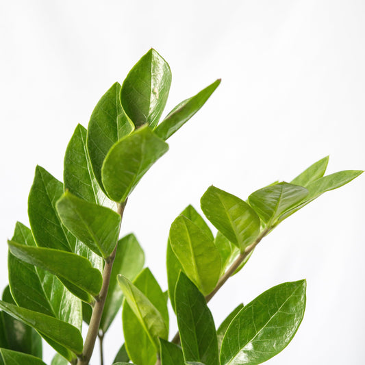 La Zamioculca es muy decorativa por su porte elegante y sus hojas gruesas y brillantes.