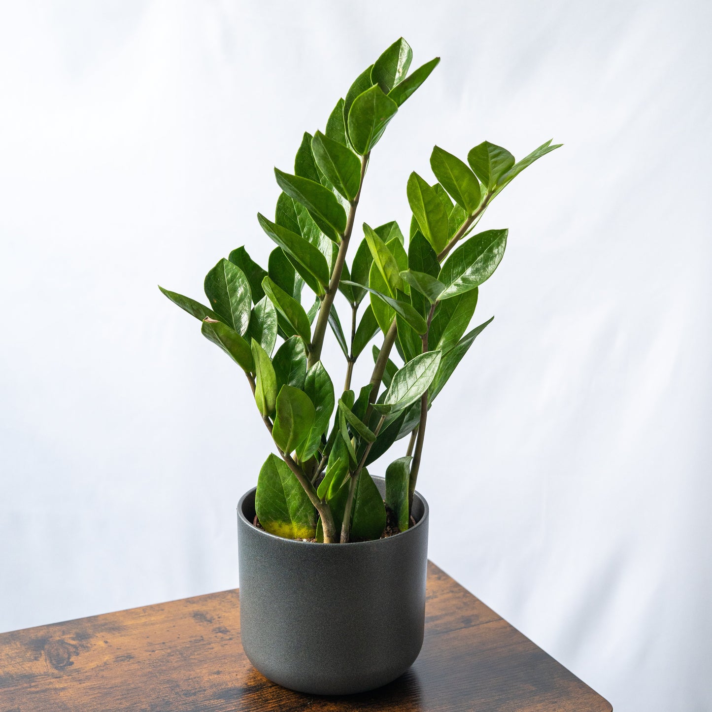 Planta zamioculca smply