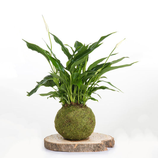 Kokedama Spathiphyllum