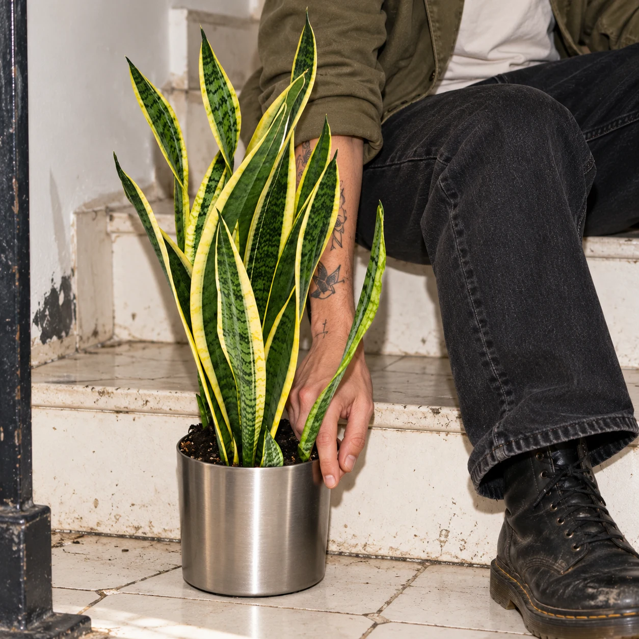 Sansevieria Laurentii