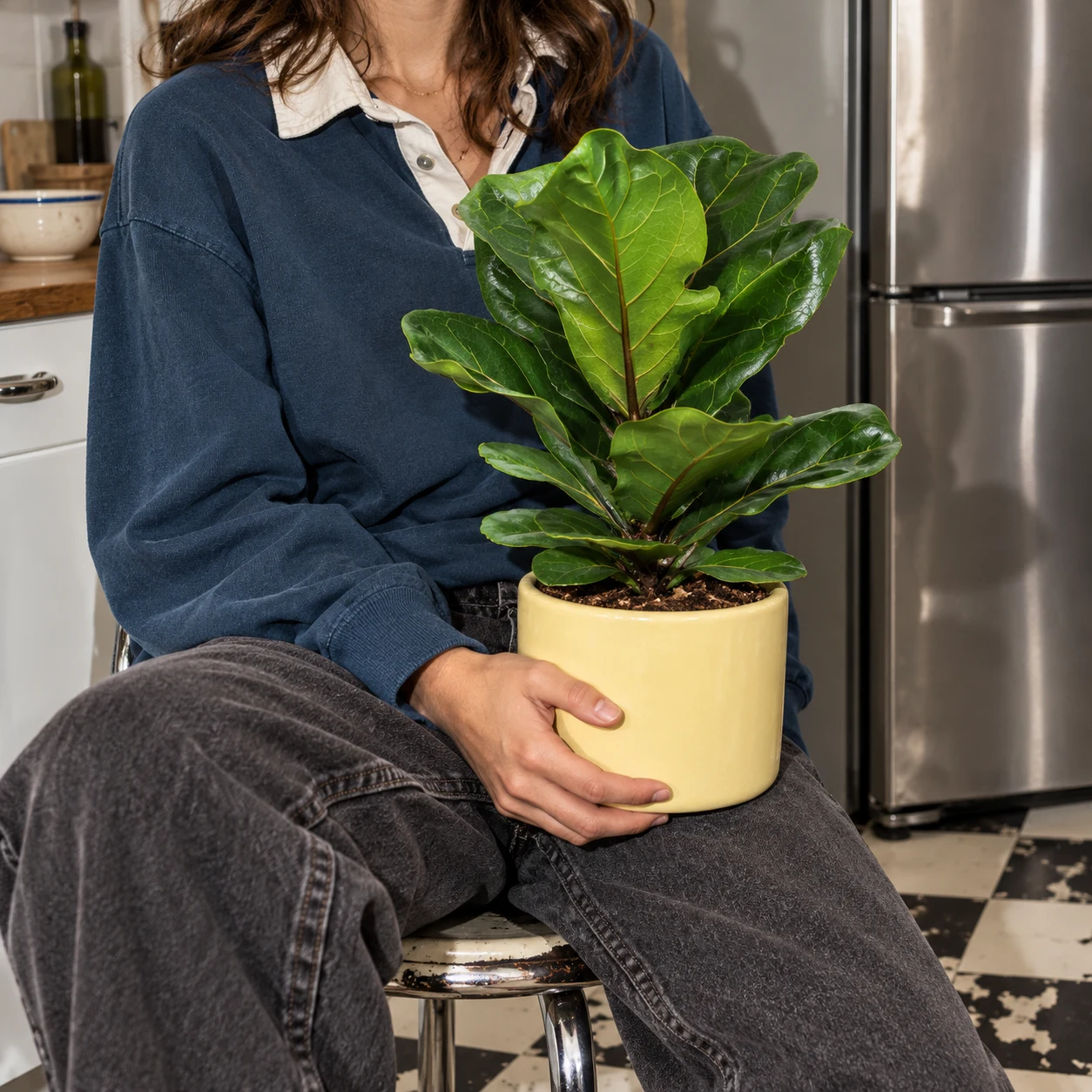 Ficus lyrata Bambino