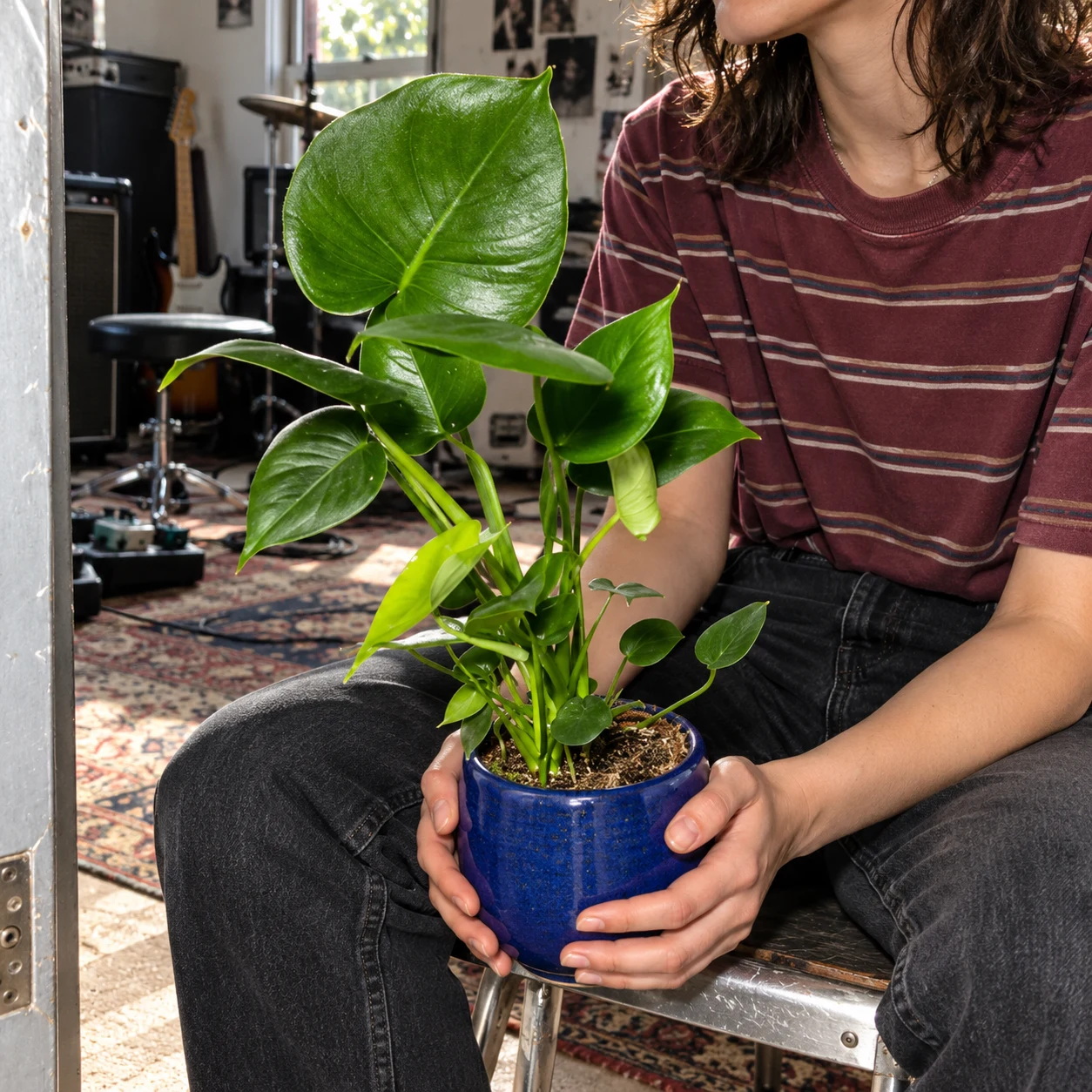 Philodendron pertusum