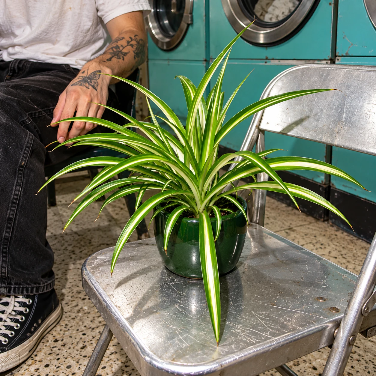 Chlorophytum