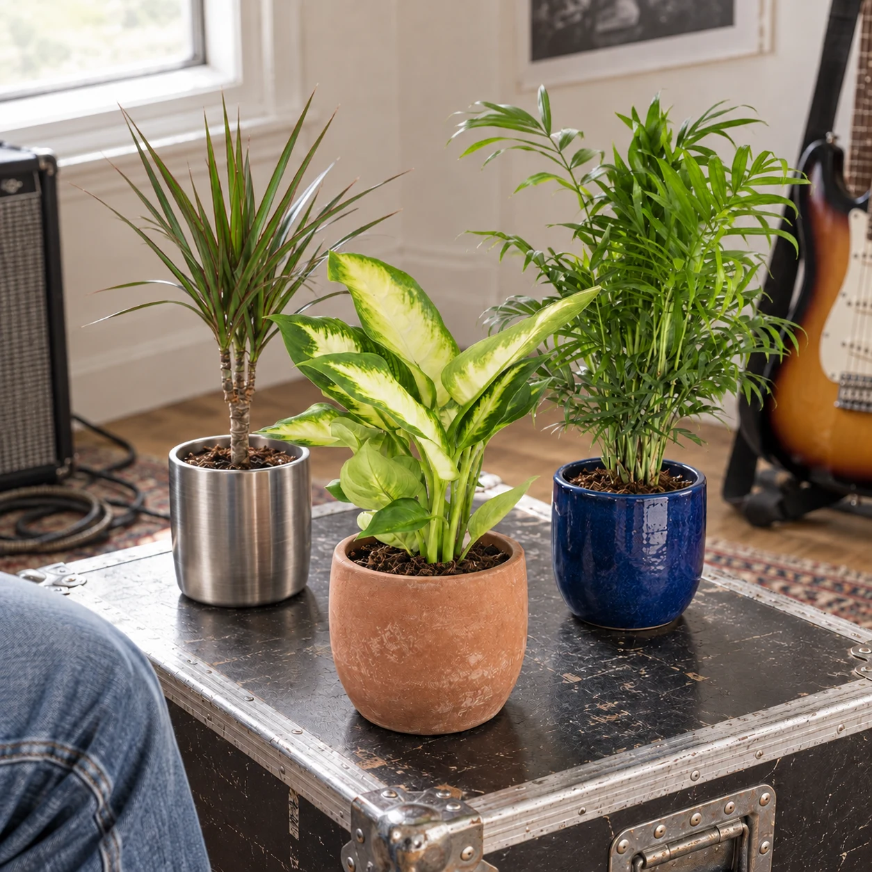 Pack 3 plantas: Dieffenbachia, Chamaedorea y Dracaena marginata