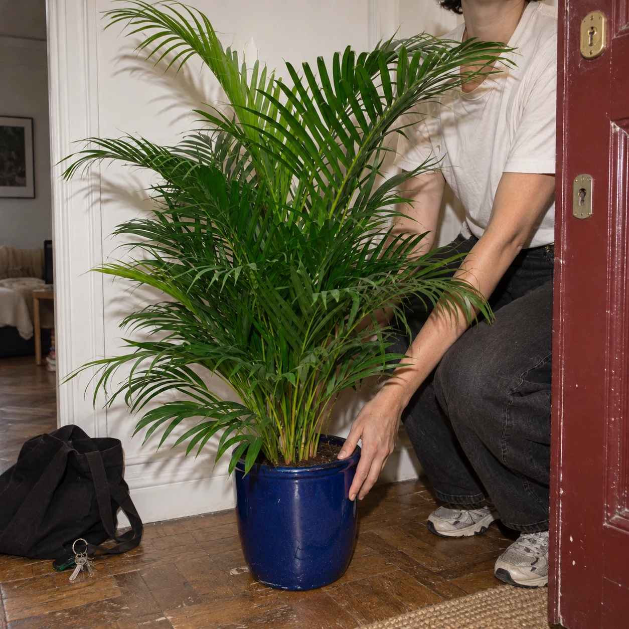 Areca