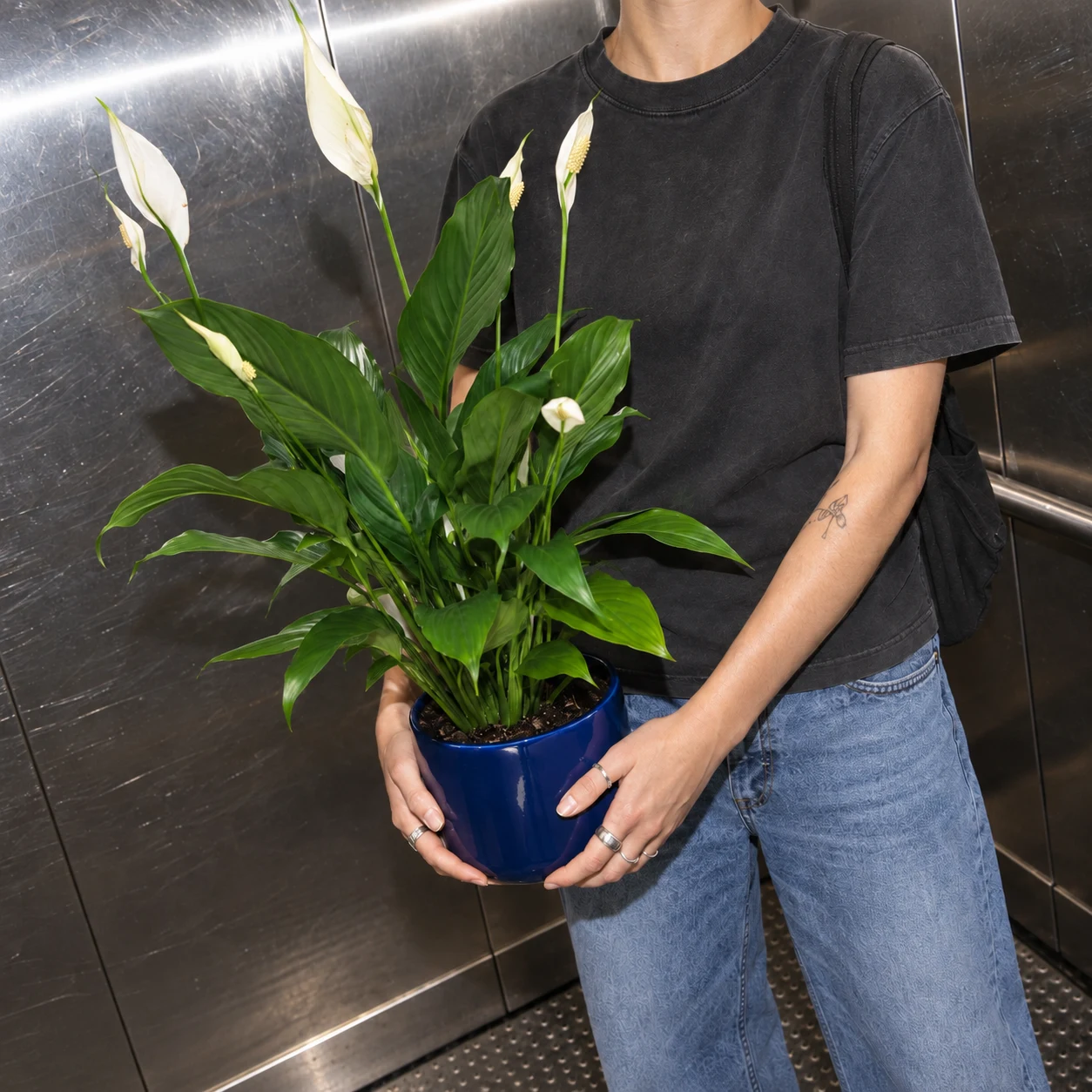 Spathiphyllum