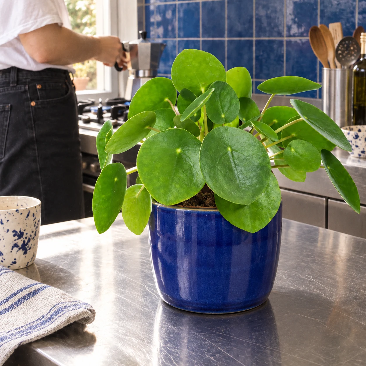 Pilea peperomioides