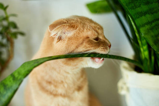 Plantas aptas para gatos: Descubre las mejores opciones