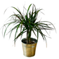 Pack 3 x Plantas Purificadoras del Aire Naturales:1x Dieffenbachia, 1x Palmera Chamaedorea 1x Dracena Marginata