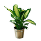 Pack 3 x Plantas Purificadoras del Aire Naturales:1x Dieffenbachia, 1x Palmera Chamaedorea 1x Dracena Marginata