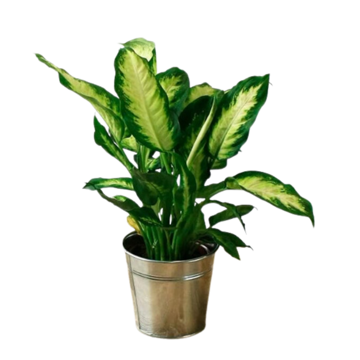 Pack 3 x Plantas Purificadoras del Aire Naturales:1x Dieffenbachia, 1x Palmera Chamaedorea 1x Dracena Marginata