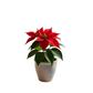 Poinsettia Planta de Navidad