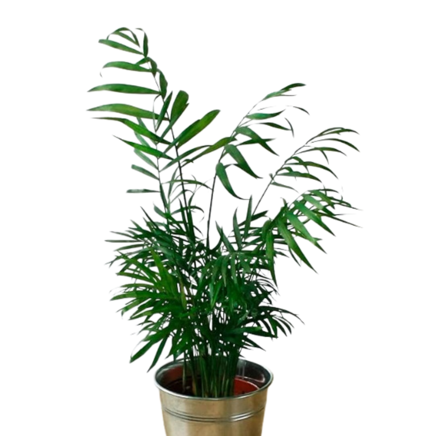 Pack 3 x Plantas Purificadoras del Aire Naturales:1x Dieffenbachia, 1x Palmera Chamaedorea 1x Dracena Marginata