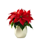 Poinsettia Planta de Navidad