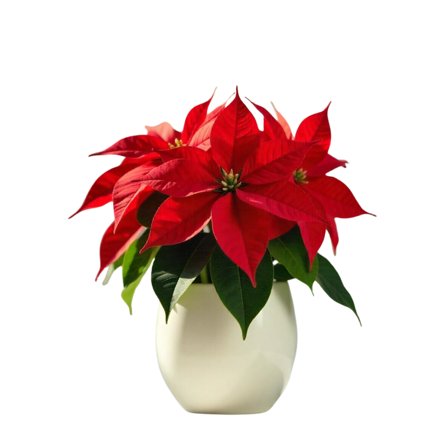 Poinsettia Planta de Navidad