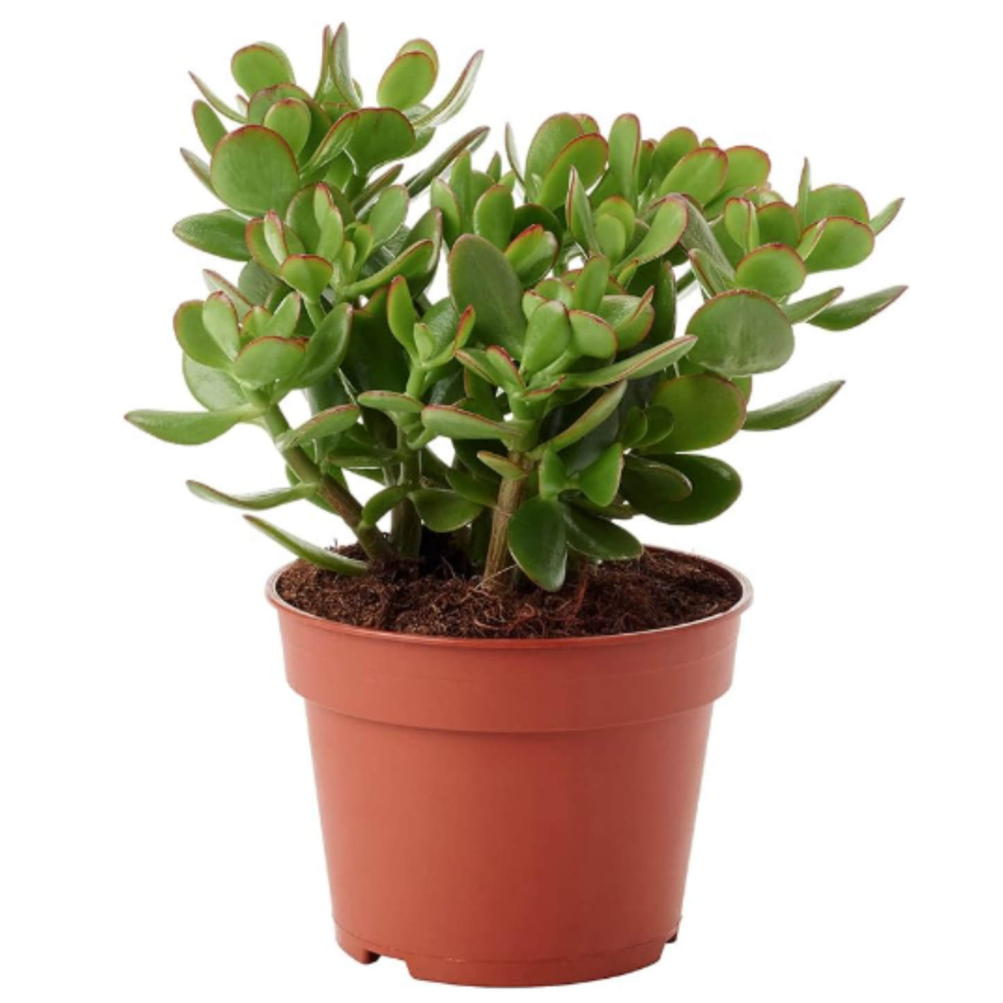 Crassula Ovata