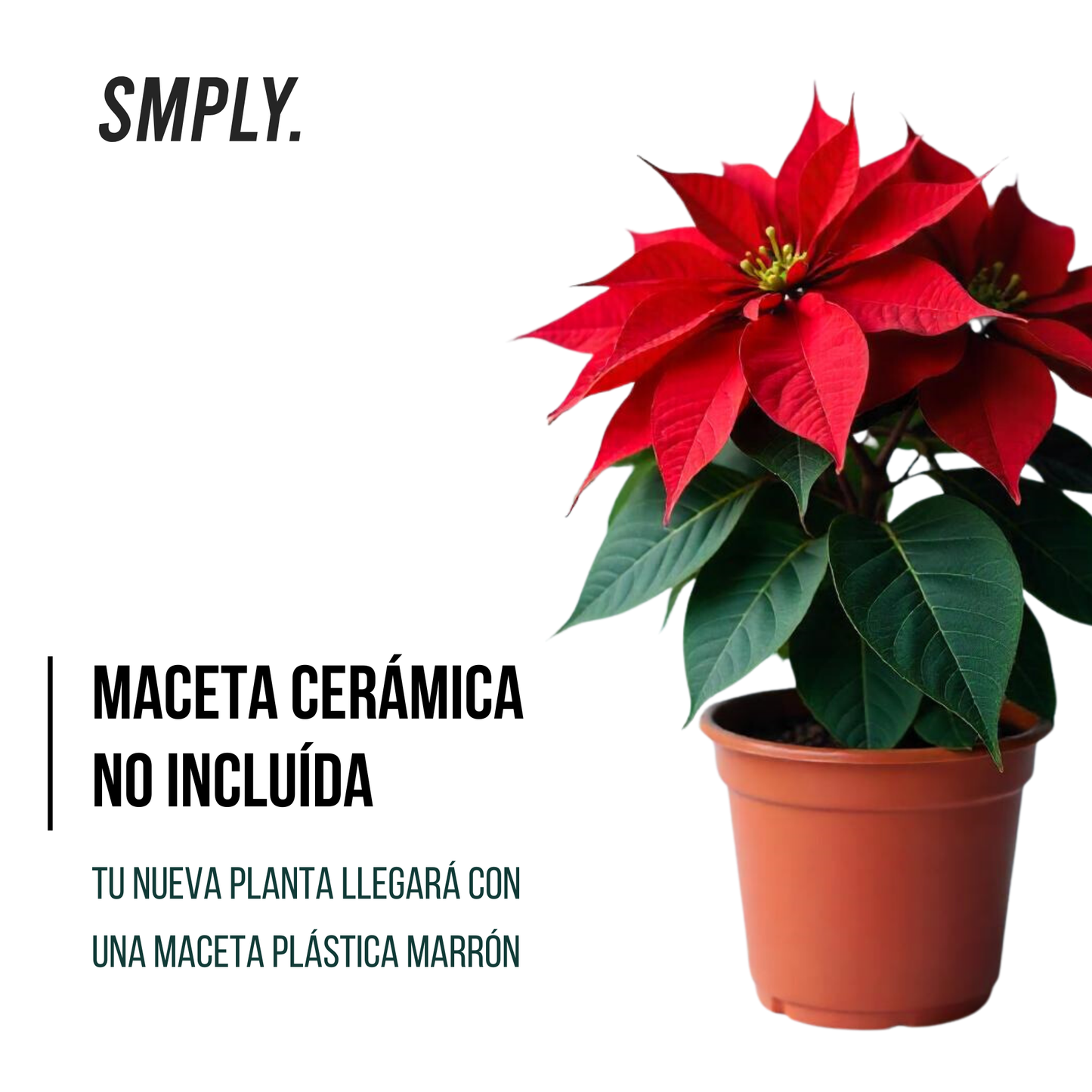 Poinsettia Planta de Navidad