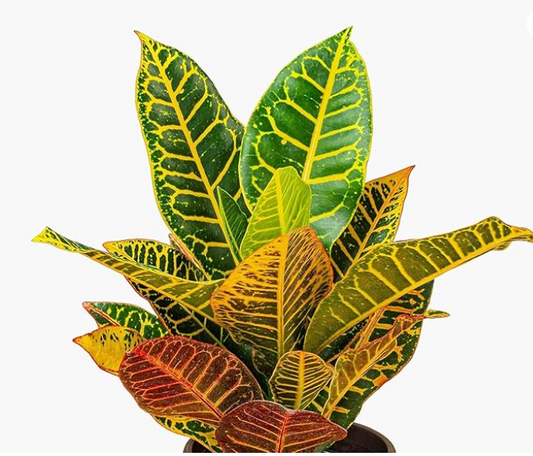 Croton