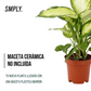 Dieffenbachia Camilla
