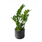 Zamioculcas Zamiifolia