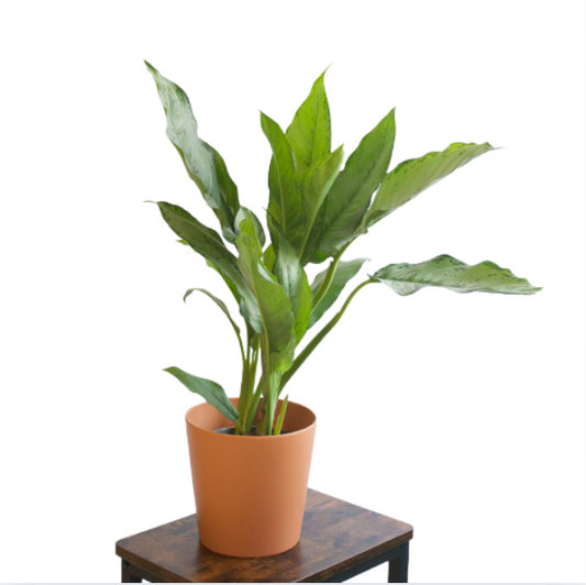 Aglaonema