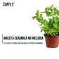 Pack de 15 Plantas Aromáticas