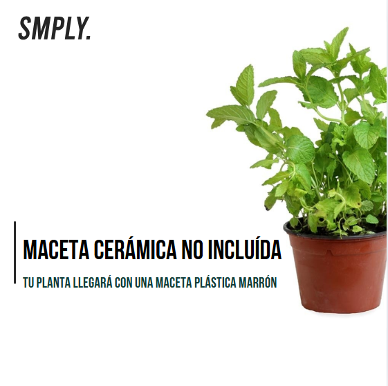 Pack de 15 Plantas Aromáticas