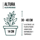 Aglaonema