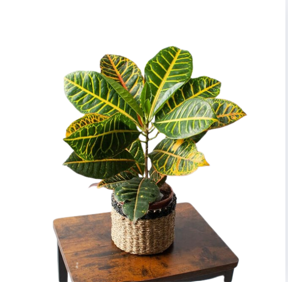 Croton