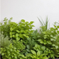 Pack de 15 Plantas Aromáticas