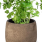 Planta Natural Perejil