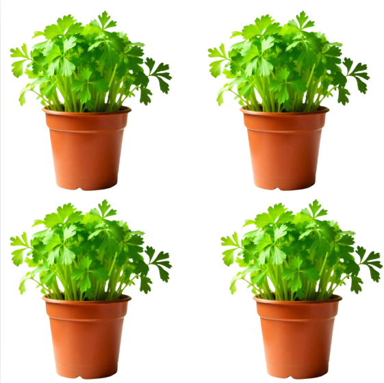 Pack 4 Plantas de Cilantro